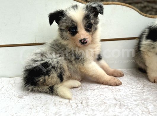 Ruhsatlı Üreticiden Border Collie Yavruları görsel