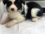 Ruhsatlı Üreticiden Border Collie Yavruları