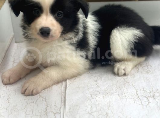 Ruhsatlı Üreticiden Border Collie Yavruları görsel
