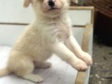 Ruhsatlı Üreticiden Border Collie Yavruları