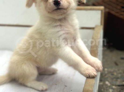 Ruhsatlı Üreticiden Border Collie Yavruları görsel