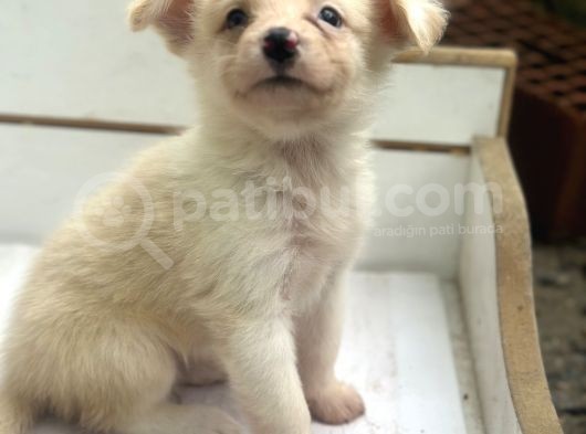 Ruhsatlı Üreticiden Border Collie Yavruları görsel