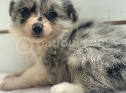 Ruhsatlı Üreticiden Border Collie Yavruları görsel