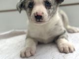 Ruhsatlı üreticiden Border Collie Yavruları
