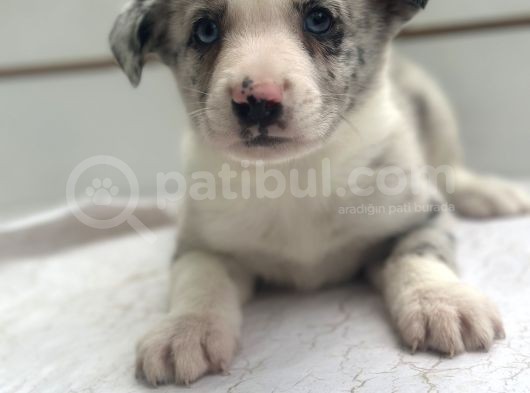 Ruhsatlı Üreticiden Border Collie Yavruları