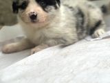 Ruhsatlı Üreticiden Border Collie Yavruları