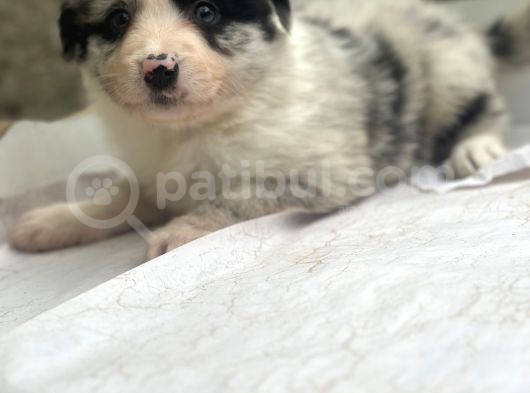 Ruhsatlı Üreticiden Border Collie Yavruları görsel