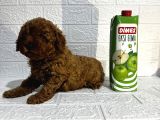 Orijinal Toy Poodle Yavrular
