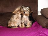 0 Numr Morkie Yavrularımız