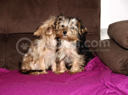 0 Numr Morkie Yavrularımız görsel