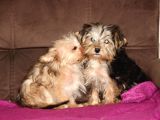 0 Numr Morkie Yavrularımız