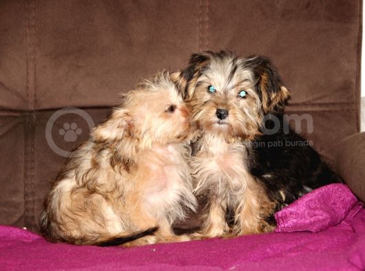 0 Numr Morkie Yavrularımız görsel