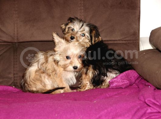 0 Numr Morkie Yavrularımız görsel