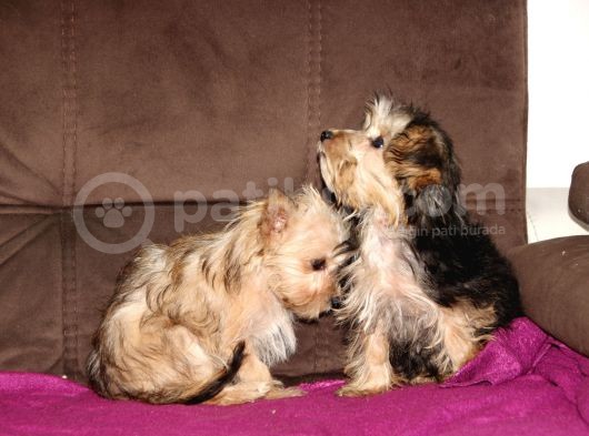 0 Numr Morkie Yavrularımız görsel