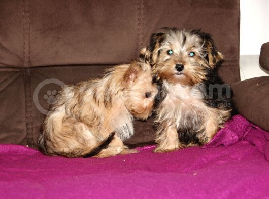 0 Numr Morkie Yavrularımız görsel