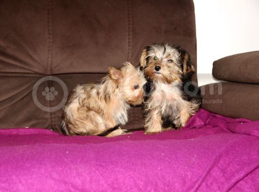0 Numr Morkie Yavrularımız görsel