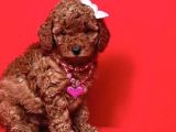 Ruhsatlı köpek çifliğinden toy poodle  yavrular 