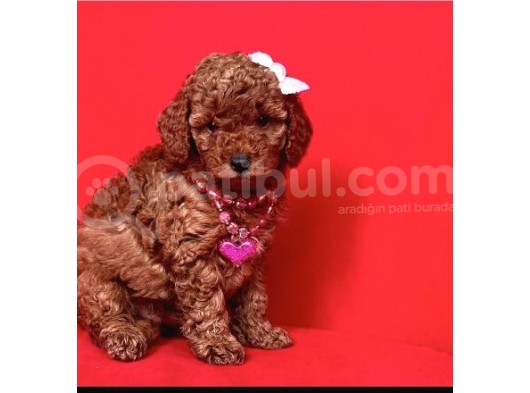 Ruhsatlı Köpek Çifliğinden Toy Poodle  Yavrular 