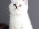 Ayı Surat Dişi Silverpoint Boncuk Kızımız
