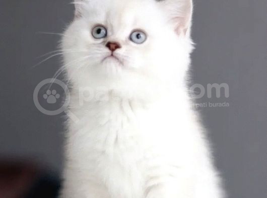 Ayı Surat Dişi Silverpoint Boncuk Kızımız