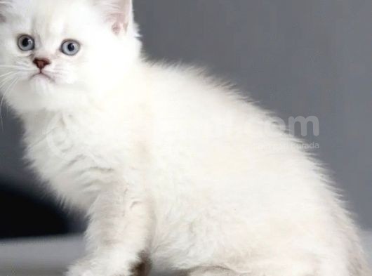 Ayı Surat Dişi Silverpoint Boncuk Kızımız görsel