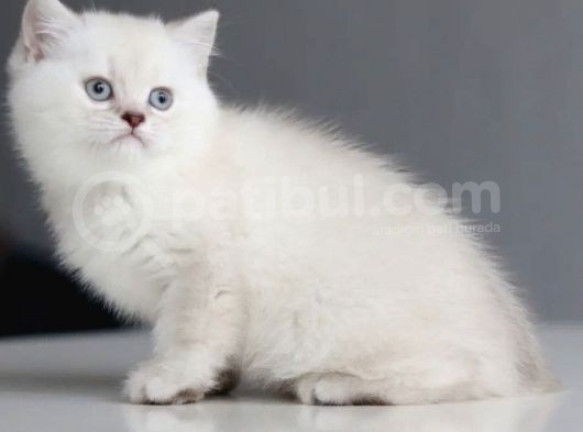 Ayı Surat Dişi Silverpoint Boncuk Kızımız görsel