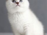 Ayı Surat Dişi Silverpoint Boncuk Kızımız