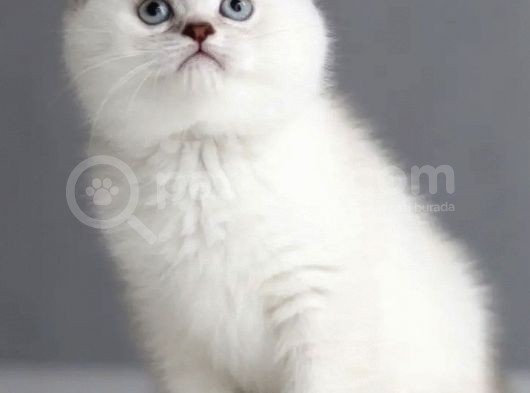 Ayı Surat Dişi Silverpoint Boncuk Kızımız görsel