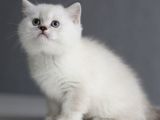 Ayı Surat Dişi Silverpoint Boncuk Kızımız