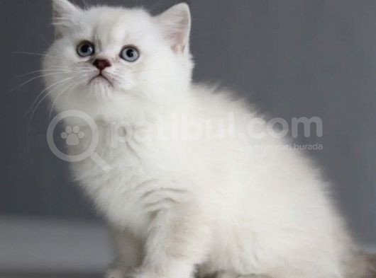Ayı Surat Dişi Silverpoint Boncuk Kızımız görsel