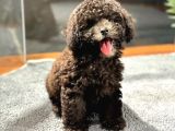 ÇİKOLATA TOY POODLE DİŞİ YAVRUMUZ