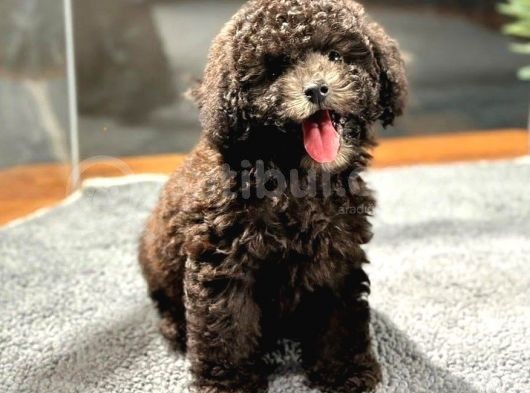 Çi̇kolata Toy Poodle Di̇şi̇ Yavrumuz