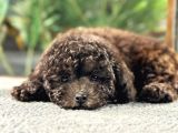 Çi̇kolata Toy Poodle Di̇şi̇ Yavrumuz