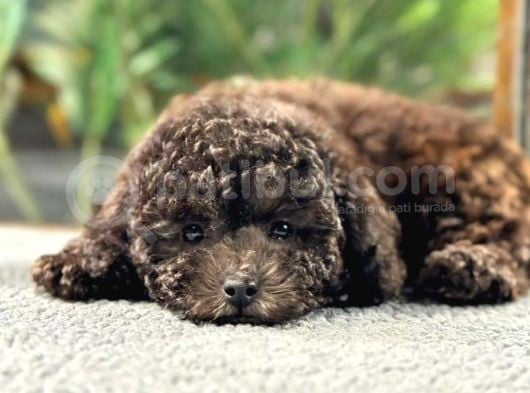 Çi̇kolata Toy Poodle Di̇şi̇ Yavrumuz görsel