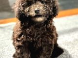 Çi̇kolata Toy Poodle Di̇şi̇ Yavrumuz