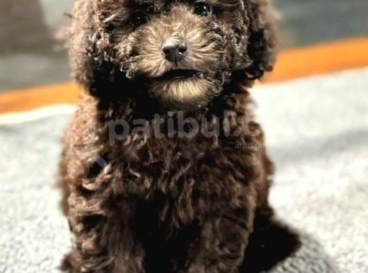 Çi̇kolata Toy Poodle Di̇şi̇ Yavrumuz görsel