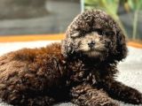 Çi̇kolata Toy Poodle Di̇şi̇ Yavrumuz