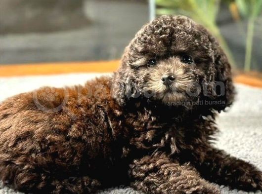 Çi̇kolata Toy Poodle Di̇şi̇ Yavrumuz görsel