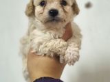 Ruhsatlı Üreticiden Maltipoo Yavrular