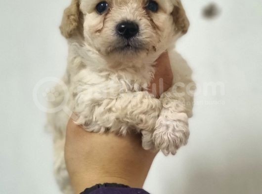 Ruhsatlı Üreticiden Maltipoo Yavrular görsel