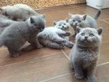 ANKARA'DA BRİTİSH SHORTHAİR CİNS KEDİ YAVRULARIMA ÜCRETSİZ  YUVA ARIYORUZ