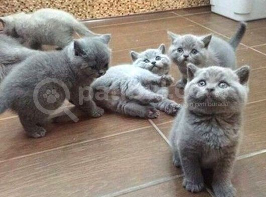 ANKARA'DA BRİTİSH SHORTHAİR CİNS KEDİ YAVRULARIMA ÜCRETSİZ  YUVA ARIYORUZ