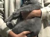 British Shorthair erkek Koyu Gri Eskişehir