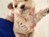 Ruhsatlı Üreticiden Maltipoo Yavrular