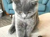 Ankara'Da Bri̇ti̇sh Shorthai̇r Ci̇ns Kedi̇ Yavrularima Ücretsi̇z  Yuva Ariyoruz
