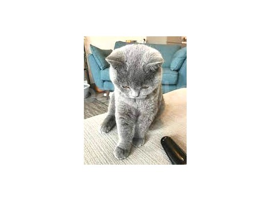 Ankara'Da Bri̇ti̇sh Shorthai̇r Ci̇ns Kedi̇ Yavrularima Ücretsi̇z  Yuva Ariyoruz görsel