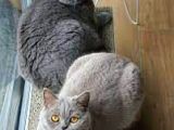 Ankara'Da Bri̇ti̇sh Shorthai̇r Ci̇ns Kedi̇ Yavrularima Ücretsi̇z  Yuva Ariyoruz
