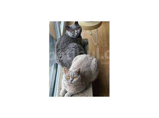 Ankara'Da Bri̇ti̇sh Shorthai̇r Ci̇ns Kedi̇ Yavrularima Ücretsi̇z  Yuva Ariyoruz görsel