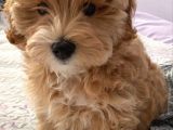 Antalya'Da Ücretsi̇z Ci̇ns Köpeği̇mi̇ Sahi̇plendi̇rmek İsti̇yorum