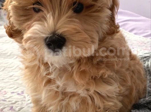 ANTALYA'DA ÜCRETSİZ CİNS KÖPEĞİMİ SAHİPLENDİRMEK İSTİYORUM